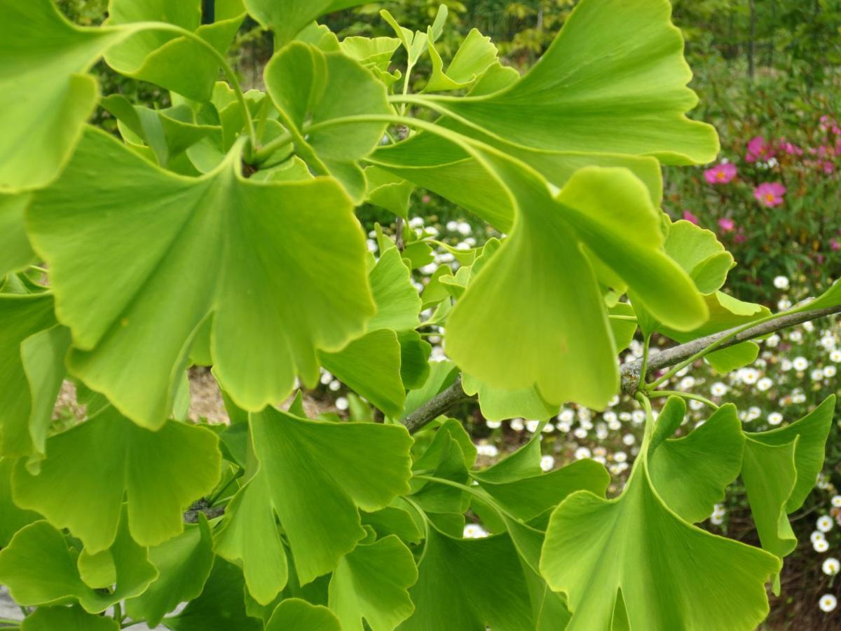Twin Ginkgo Villa Giverny Luaran gambar